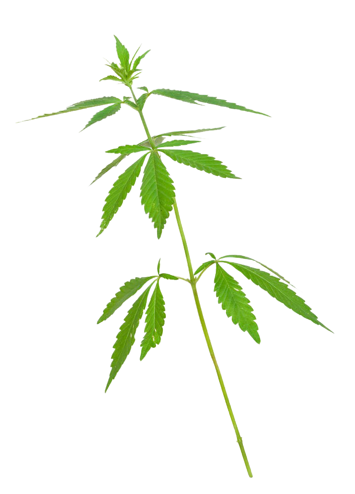 Cannabis leaves weed png